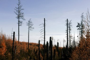 Slovakya 'daki doğal park beldesi, Ulusal Park Lisesi Tatras' ta temiz ve şeffaf hava (Vysoke Tatry)