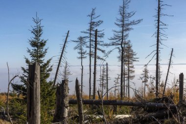 Huzurlu orman manzarası yeşillik, çam ağaçları ve dingin doğal güzellik, Ulusal Park Lisesi Tatraları (Vysoke Tatry)