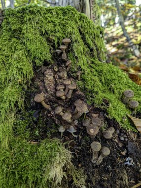 Ağaç kütüğünün yakından bakınca yemyeşil yosunların arasına gizlenmiş mantar dünyasını ortaya çıkarıyor..