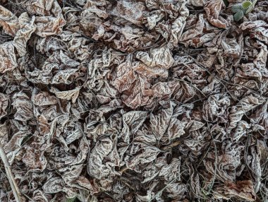 Donmuş Yapraklar: Buzla kaplı karmaşık bir yaprak kütlesi orman zemininde karmaşık bir desen oluşturur.