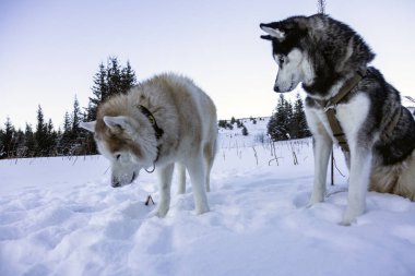 Bir çift Sibirya Huskusu karda keyifli bir anın tadını çıkarıyor, kuyrukları heyecanla sallanıyor..