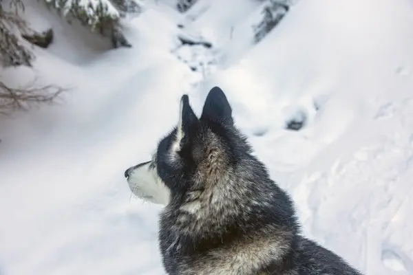 Bir Sibirya Husky 'si karlı bir arazide duruyor, nefes kesici manzaraya bakıyor..