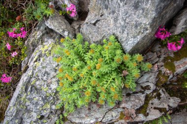 Granit kayaların arasına yerleştirilmiş altın çiçek tomurcukları ile dayanıklı dağ bitkileri sert dağlarda doğanın dayanıklılığını sergiliyor.