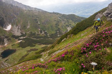 Maceracı dramatik dağ manzarası boyunca yürür, koruyucu giysiler giyer pembe alp çiçekleri sahneyi oluşturur.