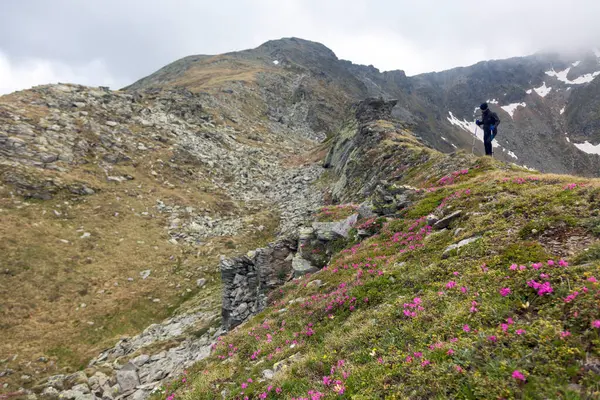Maceracı dramatik dağ manzarası boyunca yürür, koruyucu giysiler giyer pembe alp çiçekleri sahneyi oluşturur.