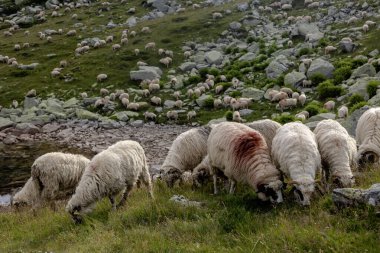 Yüzlerce yünlü koyun dağılmış kayalarla dağılmış dağlık alp çayırlarında. Kırsal çiftlik hayvanları yönetimi doğal ortamda geniş çaplı otlanma gösteriyor.