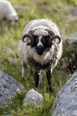 Kayalık arazide duran boynuzlu kara yüz koyunu. Geleneksel çiftlik hayvanları, doğal dağ otlaklarında taş çıkıntıları ile otlarlar.