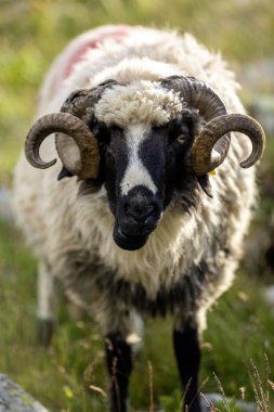 Sarmal boynuzlu İskoç siyah yüz koyunu. Sert bir cins sert bir çevrede doğal davranışlar sergiliyor.