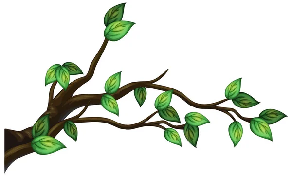 Větev Stromu Izolovaná Bílém Pozadí Ilustrace — Stockový vektor