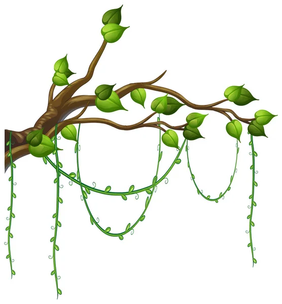 Tree Branch Liana Isolated Illustration — Stock vektor