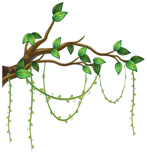 Tree Branch Liana Isolated Illustration — Stockový vektor