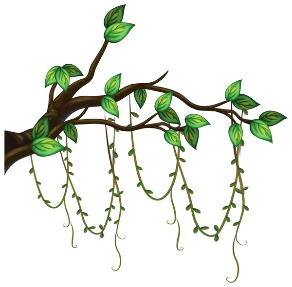 Tree Branch Liana Isolated Illustration - Stok Vektor