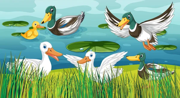 Outdoor Scene Cartoon Ducks Illustration — Vector de stock