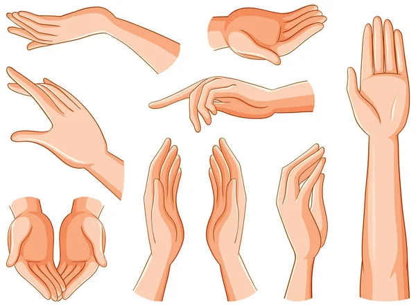 Coleção Mãos Humanas Ilustração — Vetor de Stock