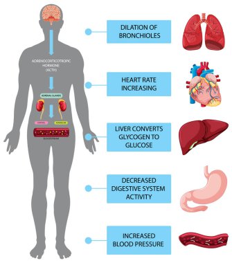 Stres tepkisi anatomik diyagramı ve iç organlar çizimi