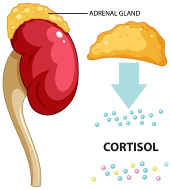 Adrenal gland produce cortisol vector illustration clipart