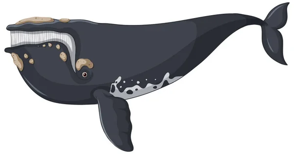 North Atlantic Right Whale Vector Illustration — Stock Vector