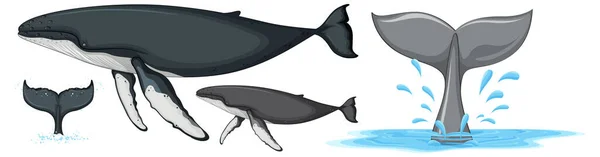 Set Von Buckelwalen Isolierte Illustration — Stockvektor