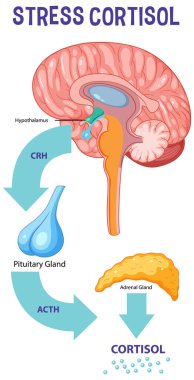 Stres tepkisi sistem şeması çizimi