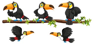 Ağaç dalında bir tukan kuşu