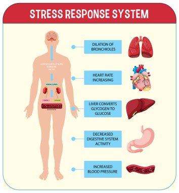 Stres tepkisi sistem şeması çizimi
