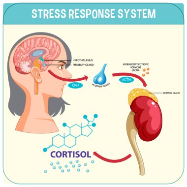 Stres tepkisi sistem şeması çizimi