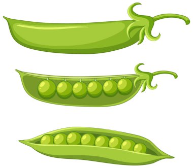 Bir kabuktaki yeşil bezelyeler