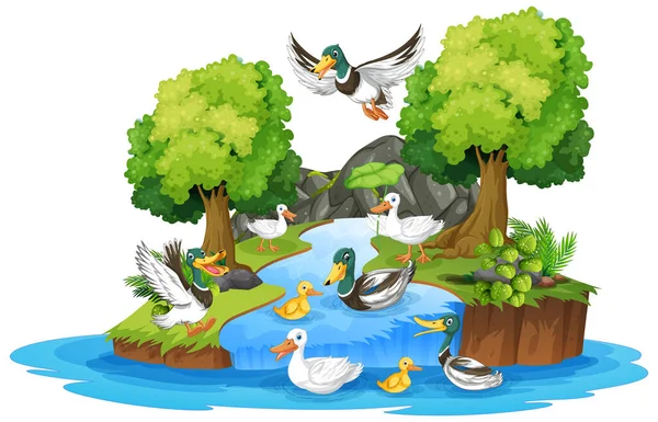Wild Ducks Forest Illustration — Stock Vector
