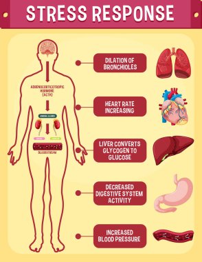 Stres tepkisi sistem şeması çizimi