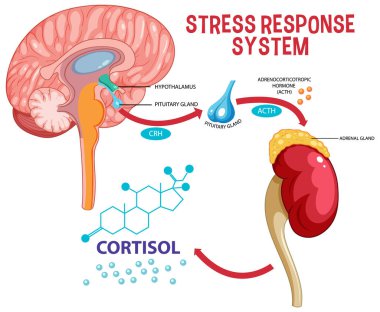 Stres tepkisi sistem şeması çizimi