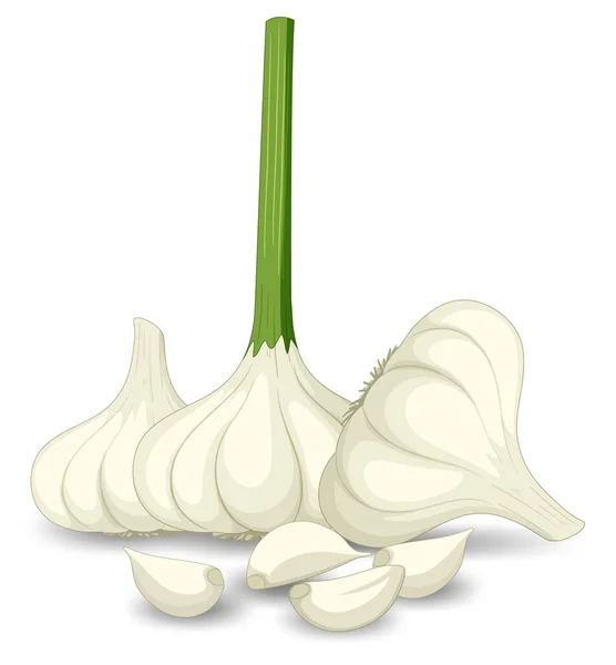 Garlic Heads Clove White Background Illustration — ストックベクタ