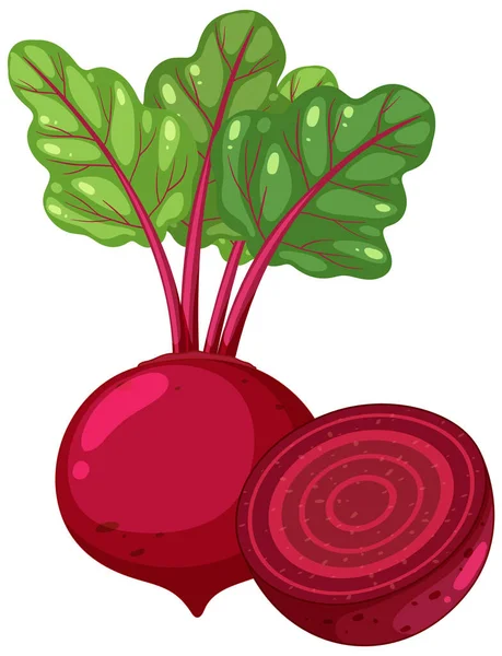 Isolated vegetable beetroot cartoon  illustration