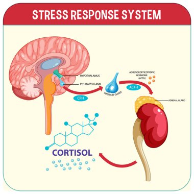 Stres tepkisi sistem şeması çizimi