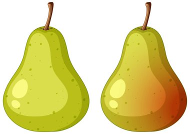 Ripe pear and green pear illustration