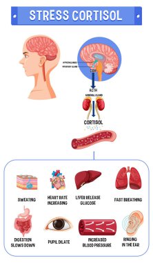 Stres kortizol sistem şeması çizimi