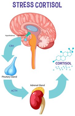 Stres tepkisi sistem şeması çizimi