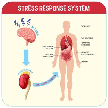 Stres tepkisi sistem şeması çizimi