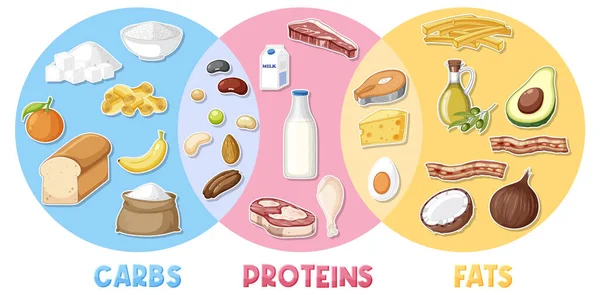 Ana besin grupları makro besin vektör illüstrasyonu