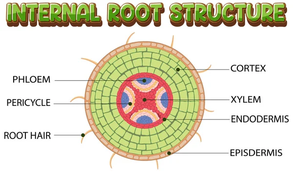 Internal Structure Root Diagram Illustration — ストックベクタ