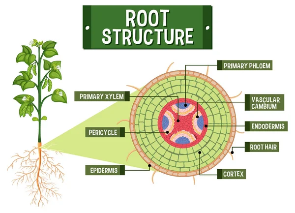 Internal Structure Root Diagram Illustration — Stock vektor