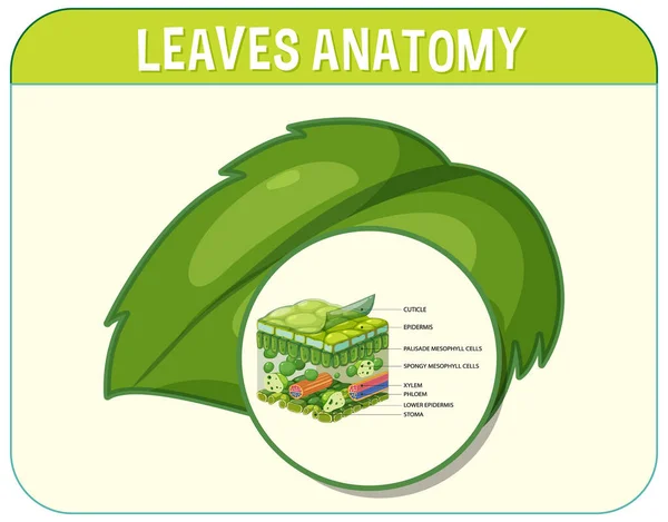 Internal Structure Leaf Diagram Illustration — Archivo Imágenes Vectoriales