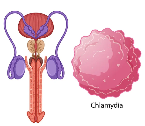 Male Reproductive System Illustration — Wektor stockowy