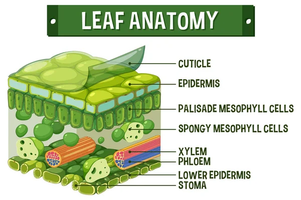 Internal Structure Leaf Diagram Illustration — Archivo Imágenes Vectoriales