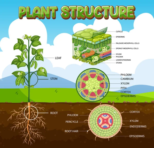 Internal Structure Plant Diagram Illustration — Archivo Imágenes Vectoriales