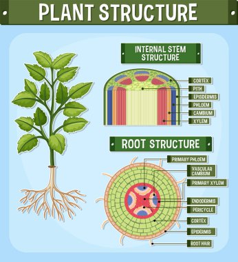 Internal structure of plant diagram illustration