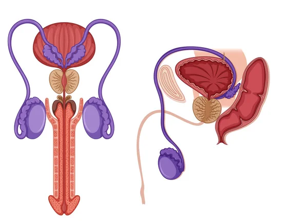 Male Reproductive System Illustration — Wektor stockowy