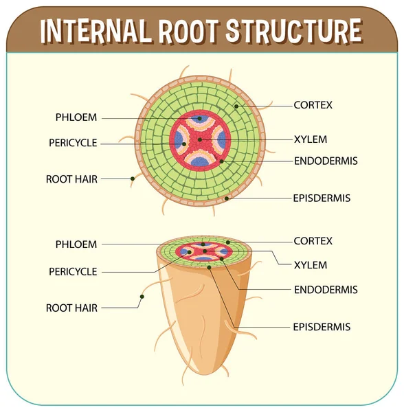 Internal Structure Root Diagram Illustration — Vettoriale Stock
