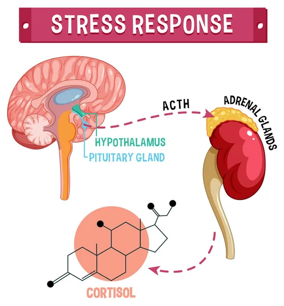 Stress Response System Scheme Illustration — Stock Vector