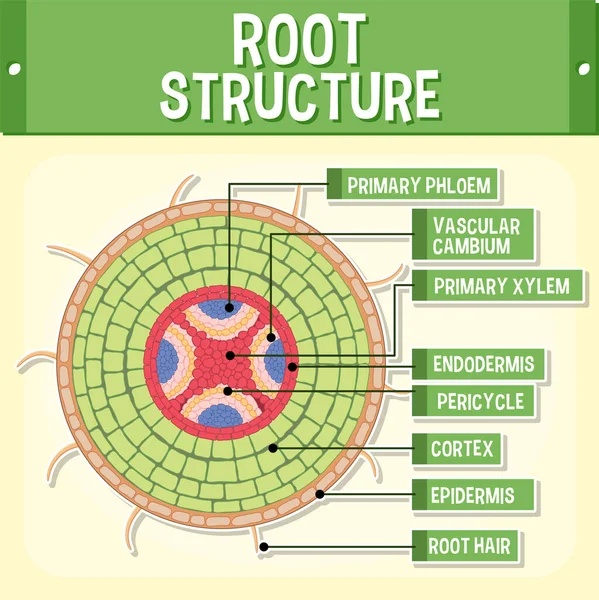 Internal Structure Root Diagram Illustration — Stock Vector