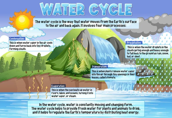 Water Cycle Science Education Illustration — ストックベクタ